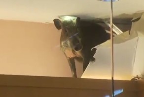 Кабан через потолок проник в детский магазин Гонконга 