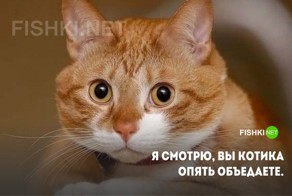 20 открыток с истинными мыслями замурчательных котов