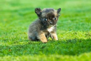 Самая маленькая собака Великобритании считает себя котенком