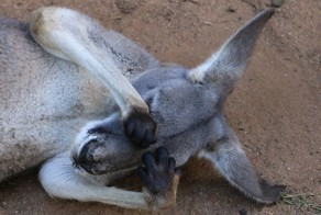 19 животных, которые тоже ненавидят начало рабочей недели