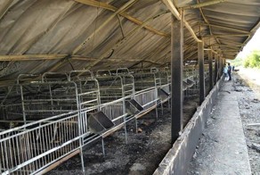 Пожар на свиноферме