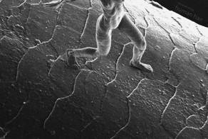 10 самых микроскопических вещей в мире