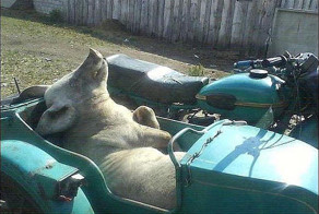 Мужа  с рыбалки  привезли