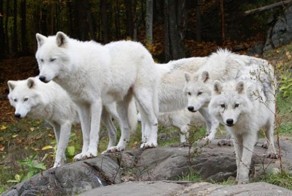 Удивительные факты о волках