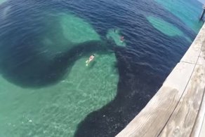 Они подумали, что это нефтяное пятно. Но, когда подплыли поближе, то были ошарашены  