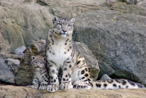 Ирбис или снежный барс