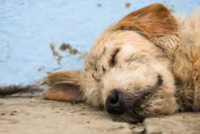Пятеро в лодке, считая собаку
