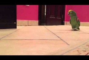 Забавный попугай