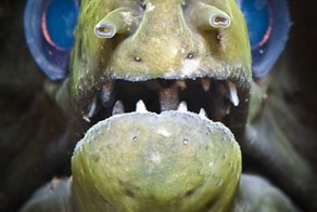 Бесплатно фото