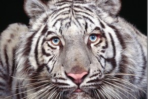 Белый Бенгальский тигр