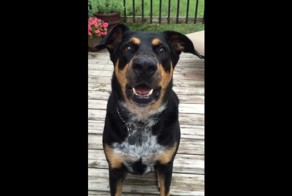 Собака научилась шептать