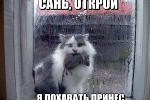 Картинки с подписями