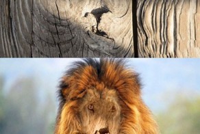 Смешные картинки с надписями