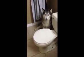 Сердитый хаски уговаривает хозяйку отменить купание