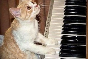 Кошачий пост
