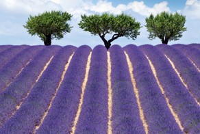  Лавандовые поля