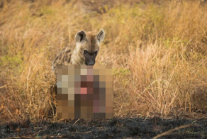 Гиена раздобыла оторванную голову львицы