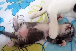 Милее не бывает