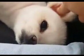 Не трогай мое ухо