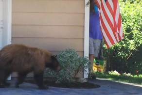 О Боже, это медведь! О Боже, это человек!