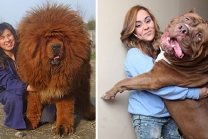 50 собак, которые не осознают, насколько они огромны