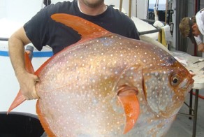 Обнаружена первая теплокровная рыба