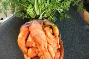 Смешная фотогалерея