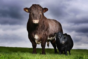 Животные-рекордсмены