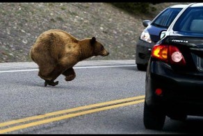 Животные на дороге! Человеческая доброта!