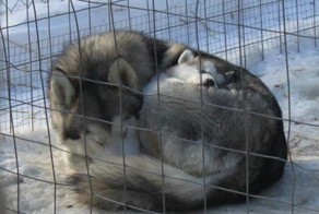 Смешные рисунки