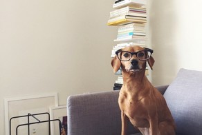 13 ужасно милых пёсиков в очках