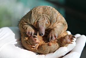 15 животных, которых сложно узнать без шерсти