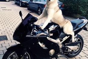  Хаска катает 