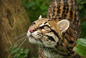 10 необычных пород собак и кошек