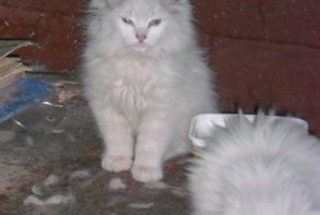 Бальзаковские кошки