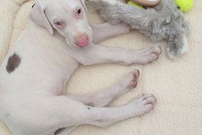 Парень не знает, как долго проживет его собака, поэтому снимает