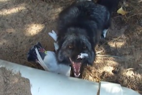 Лиса радуется добыче