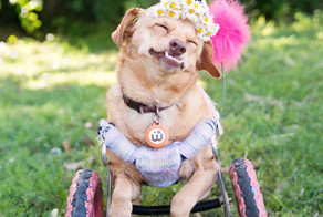 Жизнерадостная собака по кличке Дейзи, которую спасли от эвтаназии