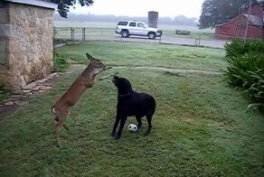 Невероятная дружба собаки и оленя