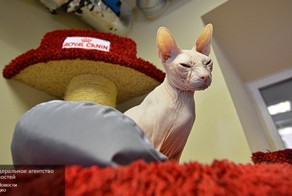 Арестованному коту ставропольского должника грозит реализация