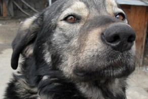 Про Люську и дождик