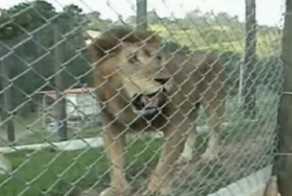 Лев после 13-летнего пребывания в клетке впервые почувствовал землю под лапами