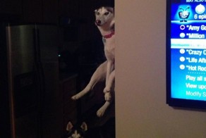 Фотоприкол