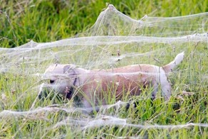 «Волосы ангела»: пауки окутали здания и поля одеялами из паутины