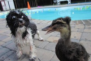 Фотоприкол фото