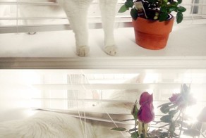 Пикантный фотоприкол