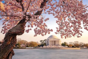 Вишня цветет по всему миру. И это прекрасно!