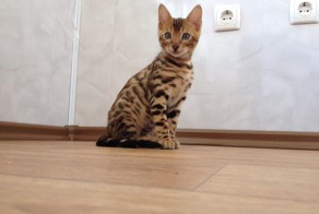 Хочу себе такого кота, но не помню какая порода