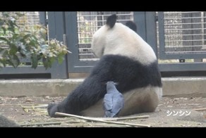 Вороны стригут панд