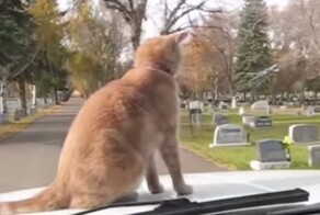 Кот едет на капоте